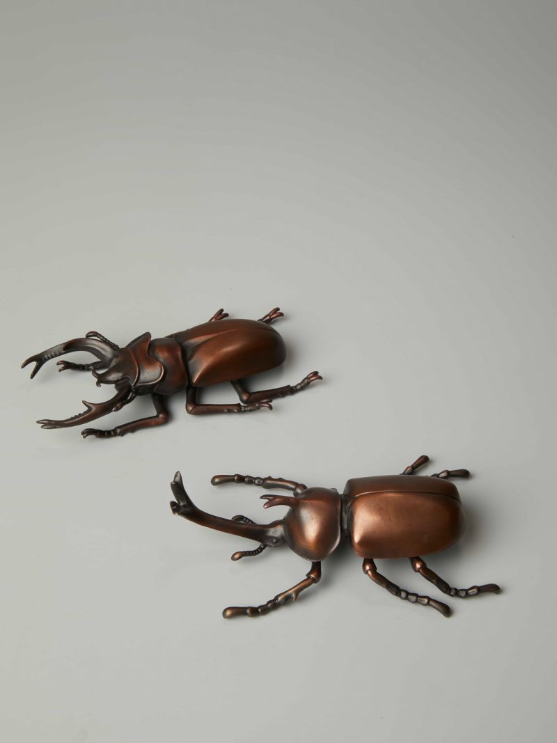 insect