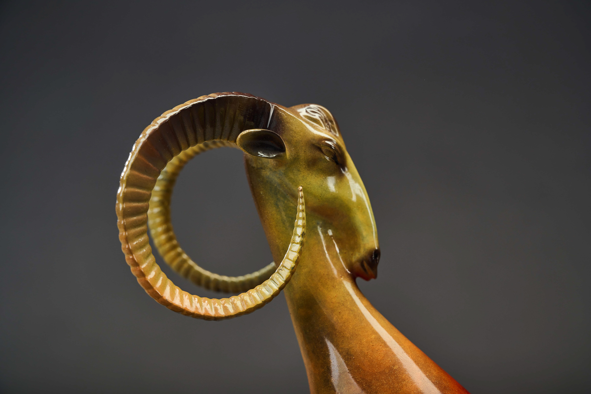 Red-and-gold argali ram with curled horns — horn coil detail.