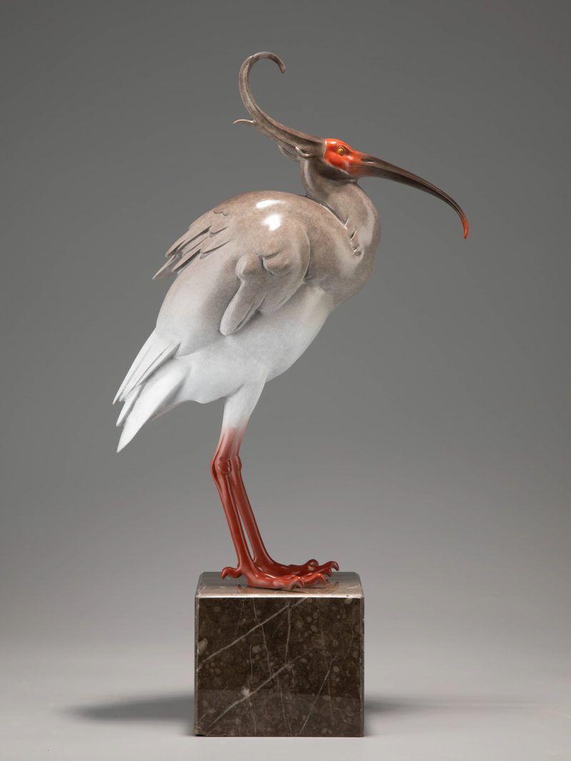 Crested Ibis