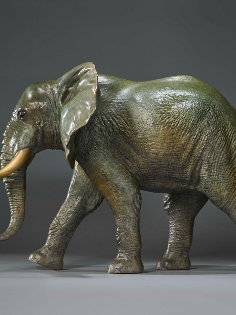 African elephant