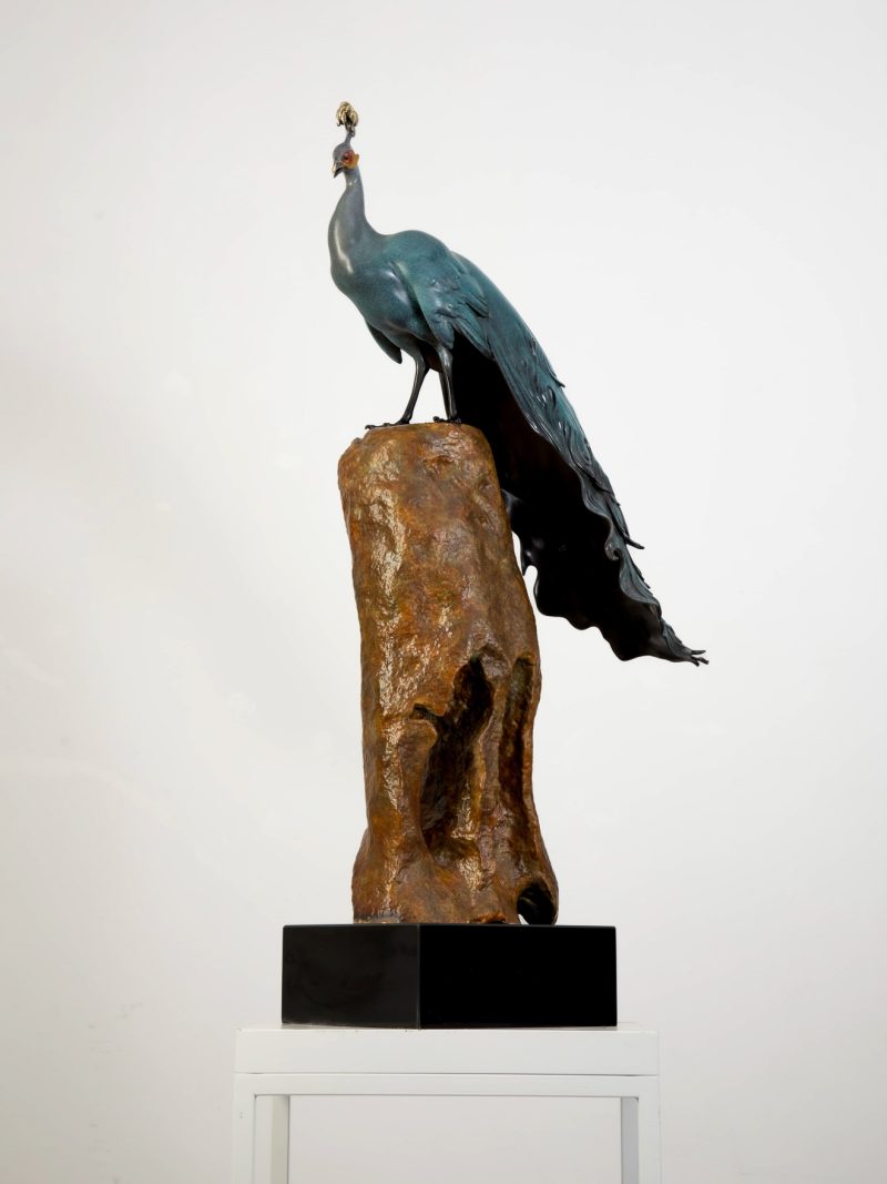 The peacock standing on the high rock